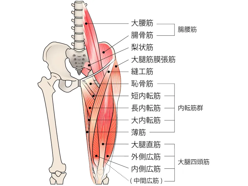 膝関節を支える筋肉